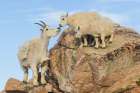 Mountain goat nanny greets her playful kids in the alpine country of Colorado Art Print